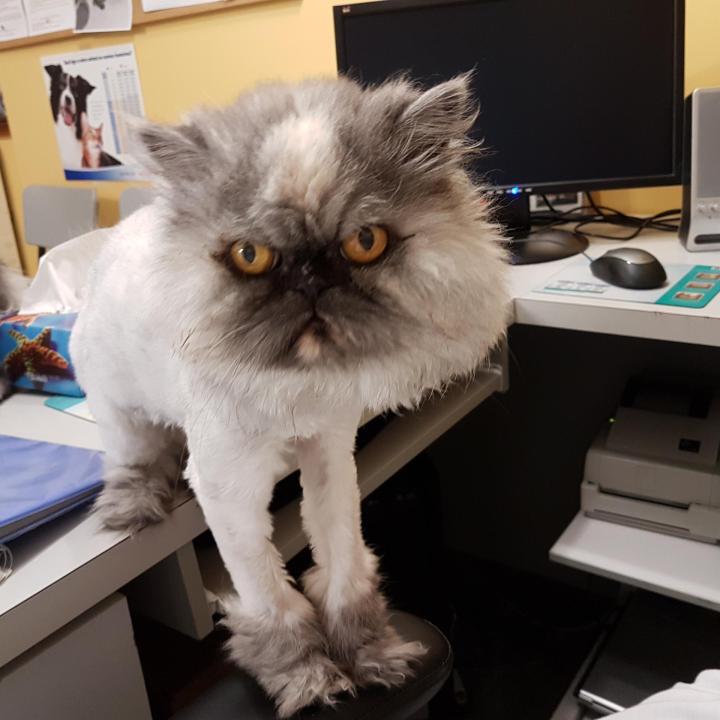 À la sortie du salon, votre chat sera propre comme un sou neuf.