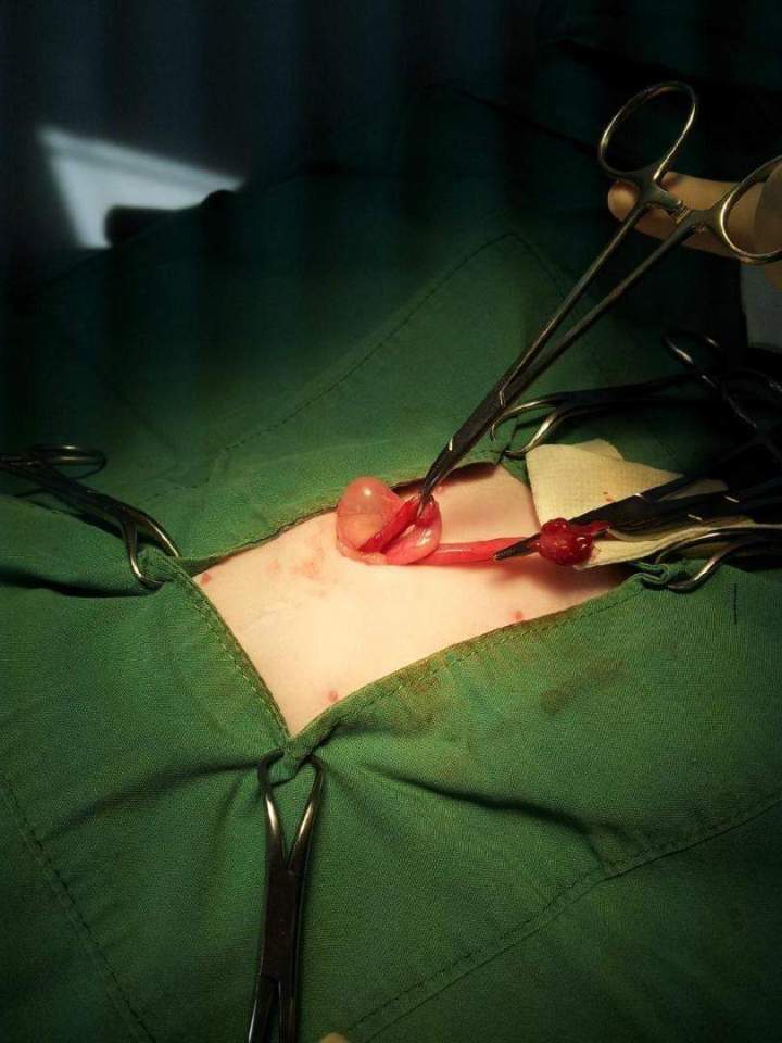 Animal surgical intervention in progress Laval