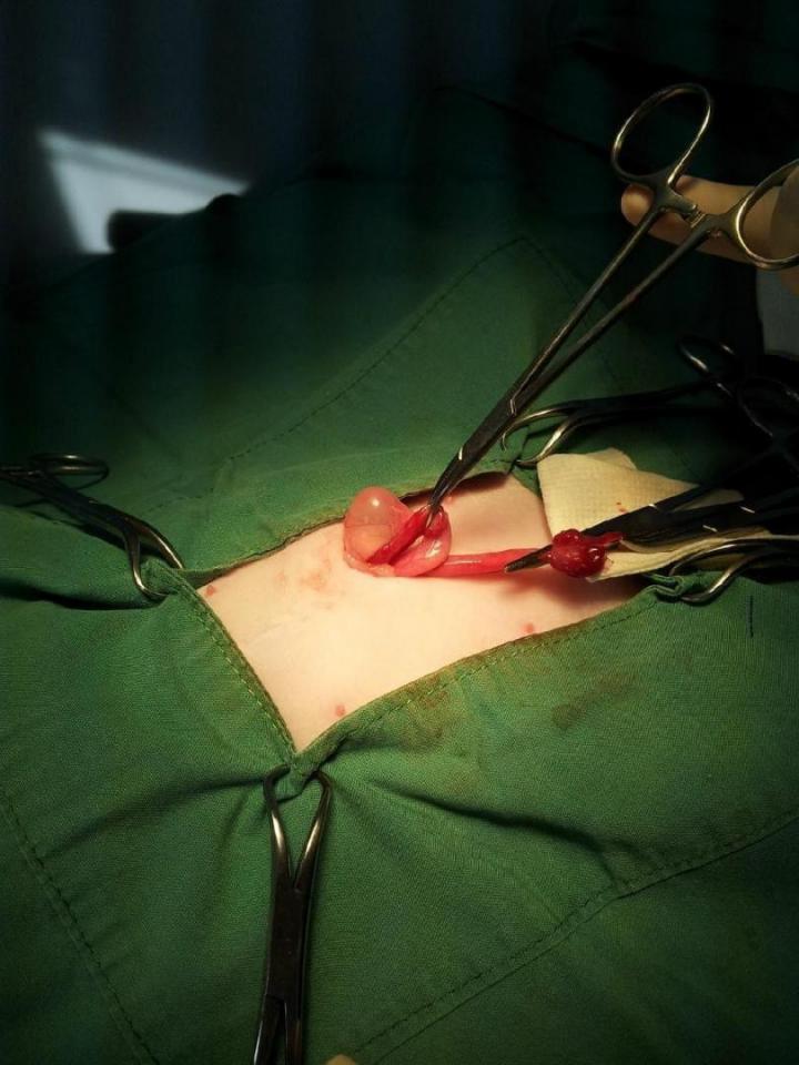 Médecine vétérinaire Laval