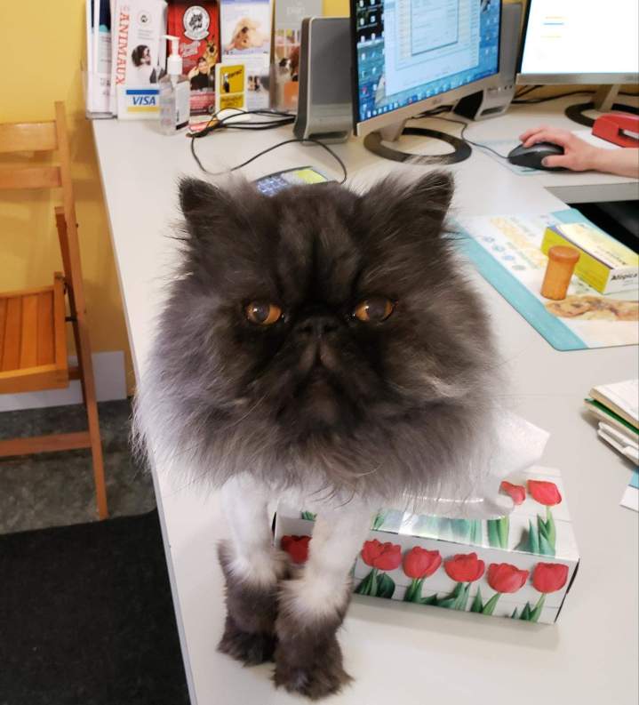 Cat for grooming Laval