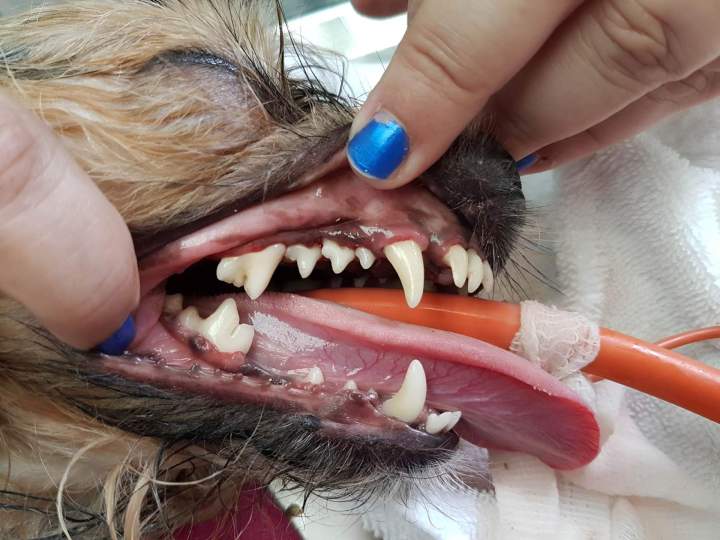Dog dentistry Laval