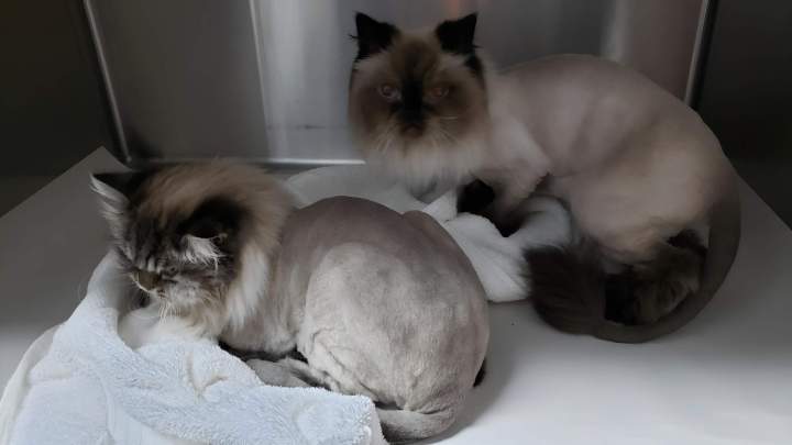 Cats admitted to clinic Laval