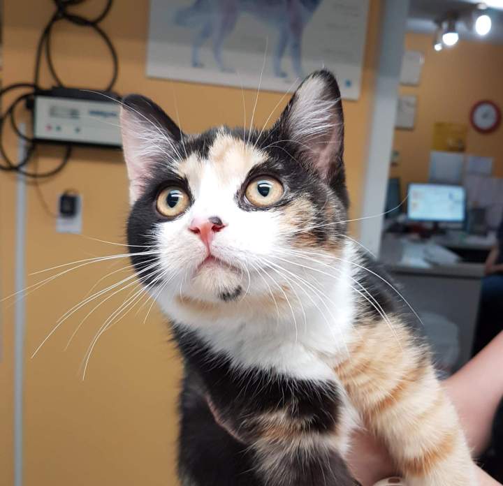 Vaccinated cat Laval