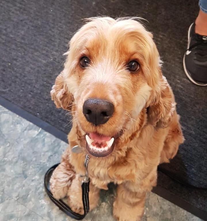 Médecine vétérinaire Laval