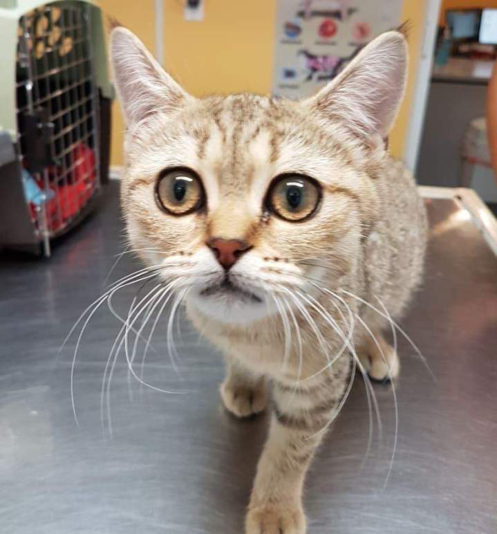 Cat in clinic Laval