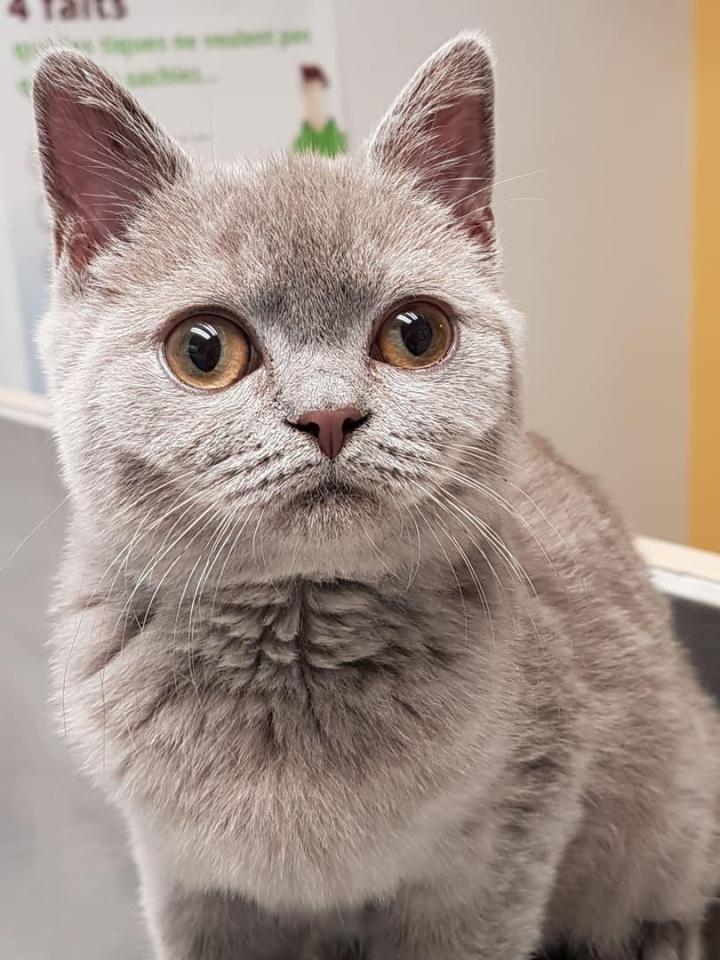 Soins spécialisés pour animaux Laval