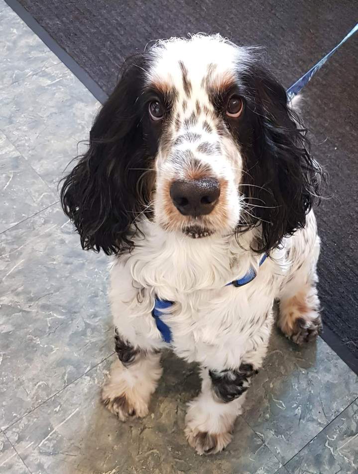  Beautiful dog Laval
