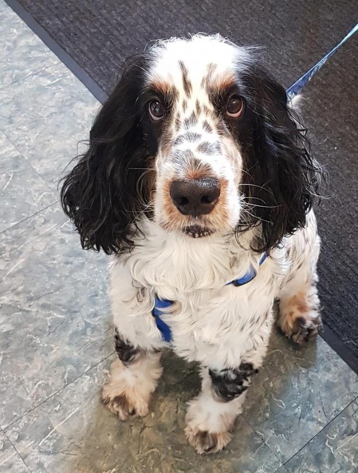 Médecine vétérinaire Laval