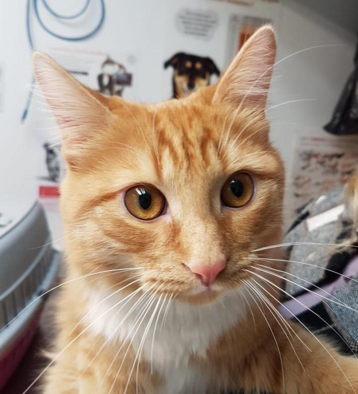 Toilettage de chats Laval