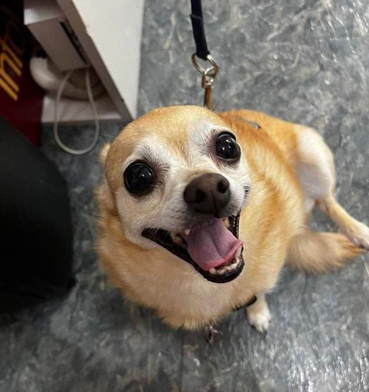 Dog in perfect health Laval