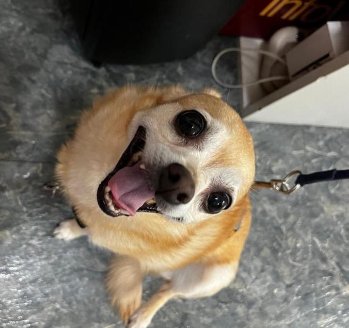 Médecine vétérinaire Laval