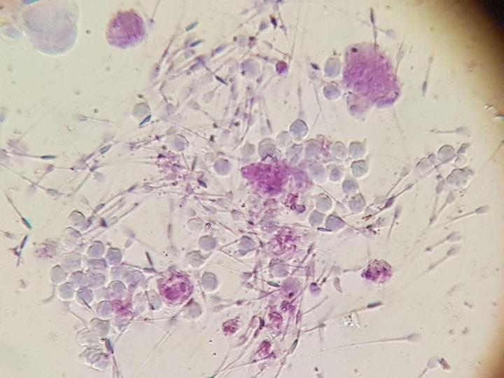 On fait tout le nécessaire pour donner les traitements adaptés à votre animal.