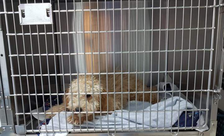 Dog under clinical supervision Laval