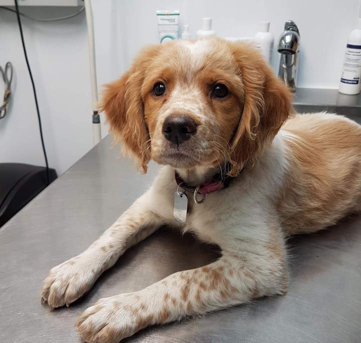 Puppy consultation Laval