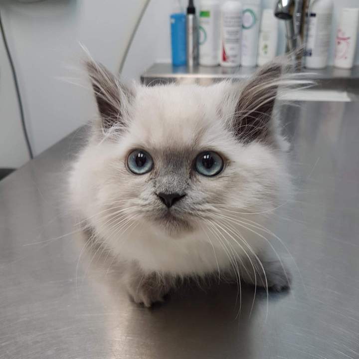 Kitten consultation Laval