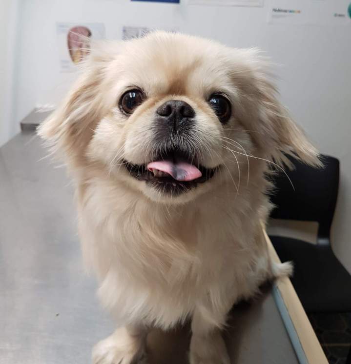 Healthy Puppy Laval 