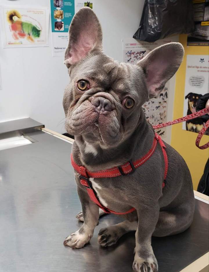 French Bulldog with gray-blue coat Laval