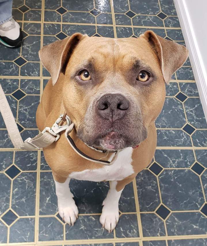 Amstaff Laval
