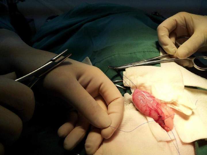 Ongoing Animal Surgery Laval
