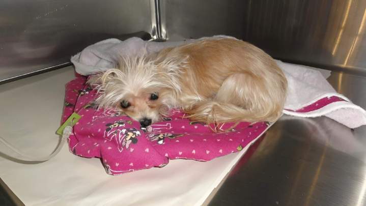 Chien en soin Laval