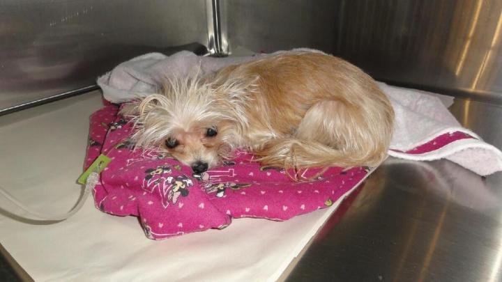 Toilettage de chats Laval