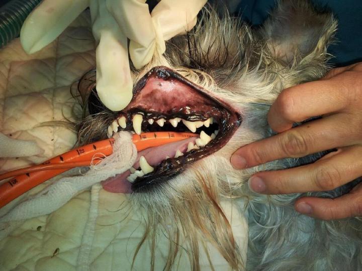 Toilettage de chats Laval