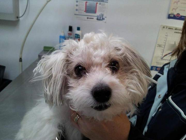 Puppy Laval