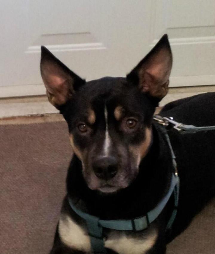 Soins spécialisés pour animaux Laval