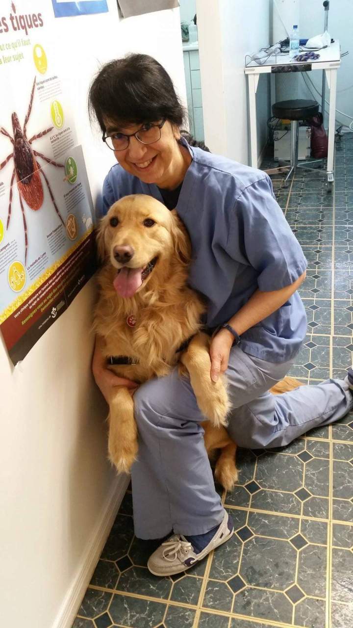 Veterinarian providing attentive care Laval