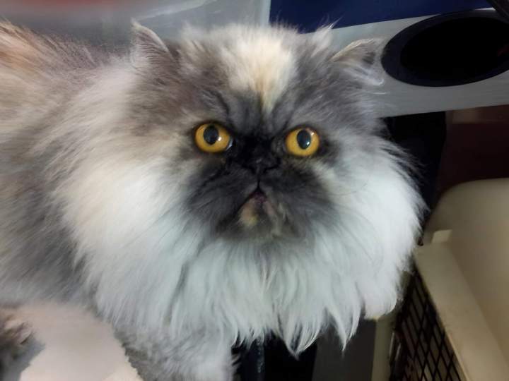 Persian cat Laval