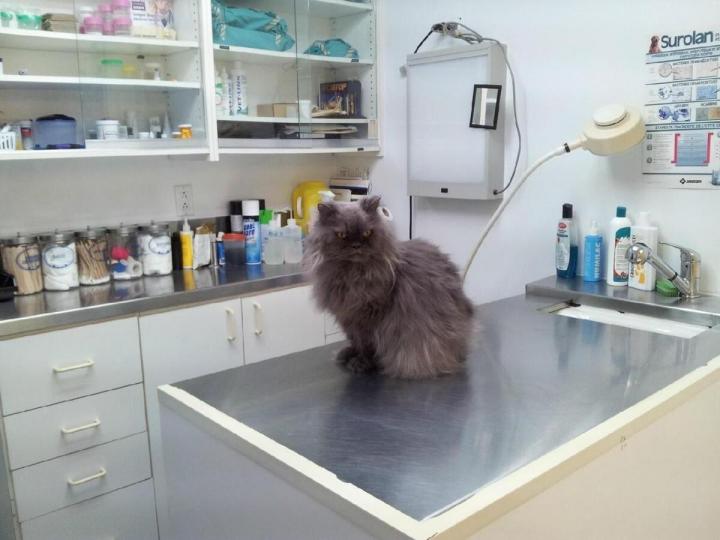 Toilettage de chats Laval