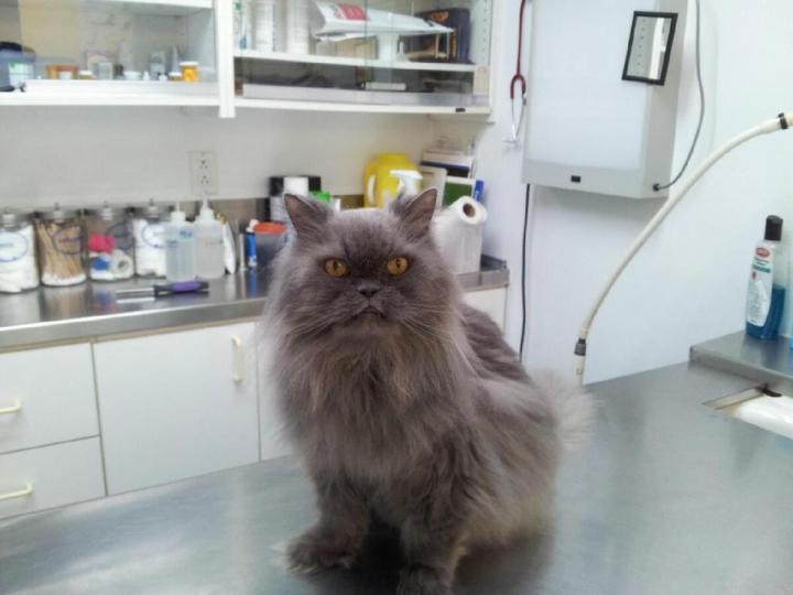 Médecine vétérinaire Laval