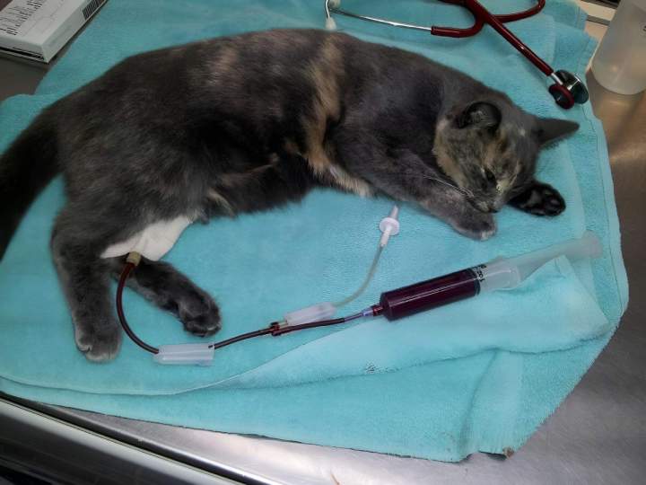 Surgical intervention on a cat Laval