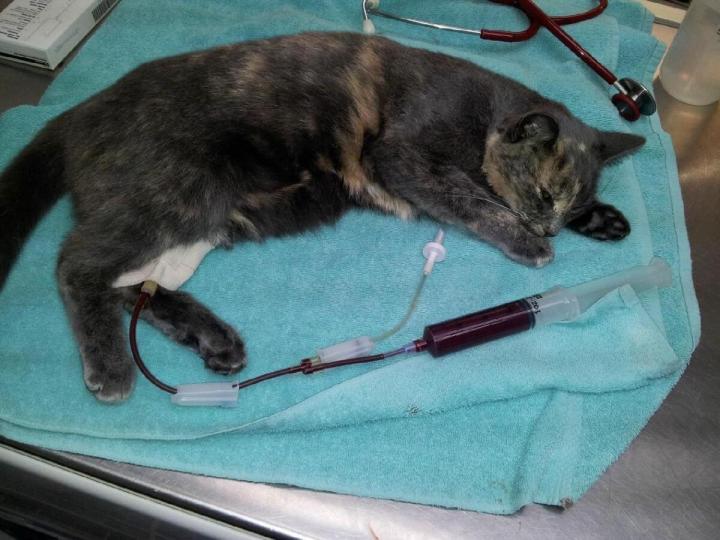 Toilettage de chats Laval