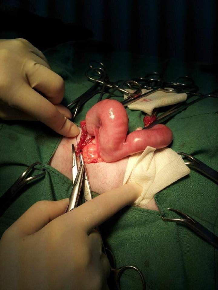 Animal surgical intervention Laval