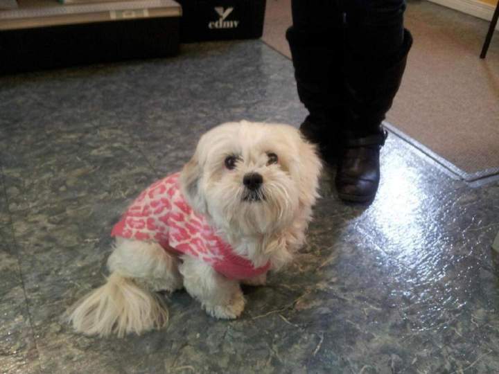 Dog to take care of Laval