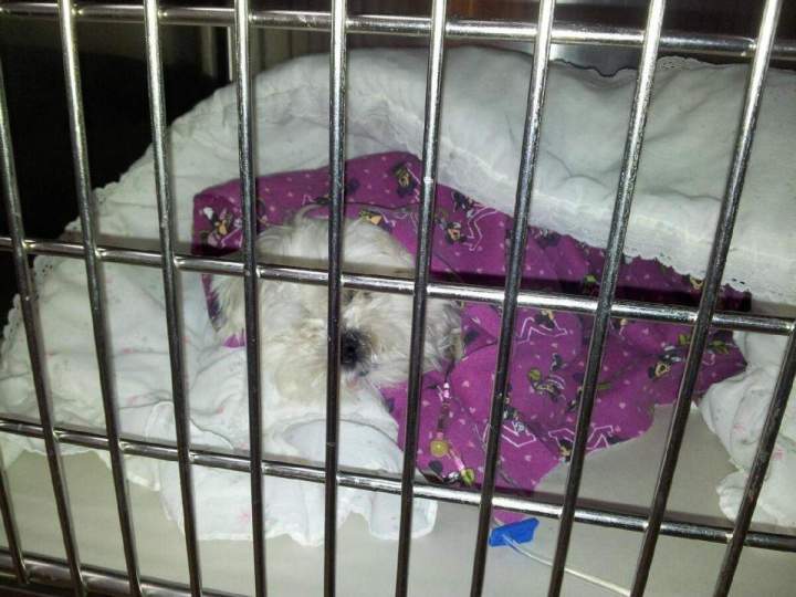 Little dog hospitalized Laval