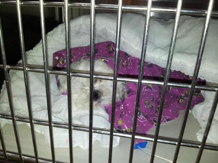 Soins spécialisés pour animaux Laval