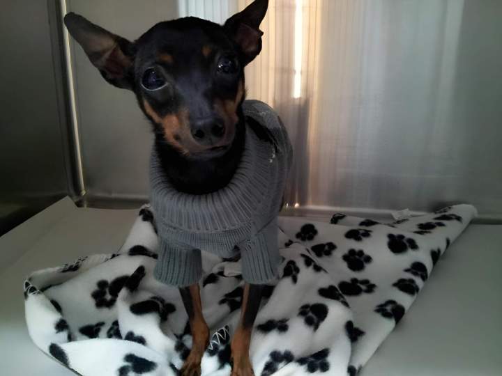 Miniature Pinscher under observation Laval