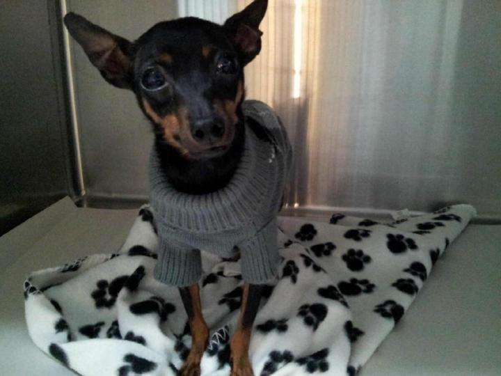 Médecine vétérinaire Laval