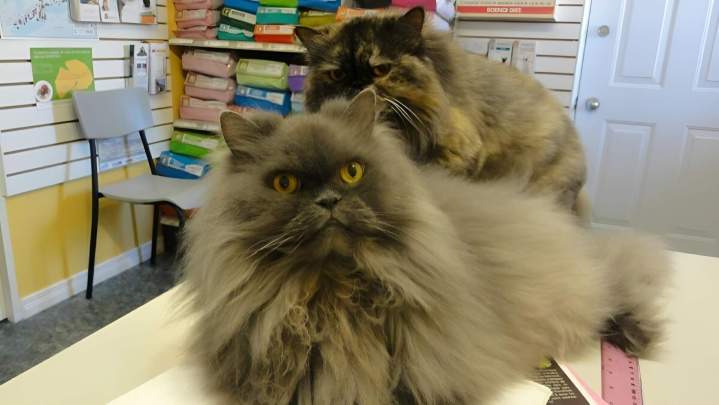 Cat grooming service Laval