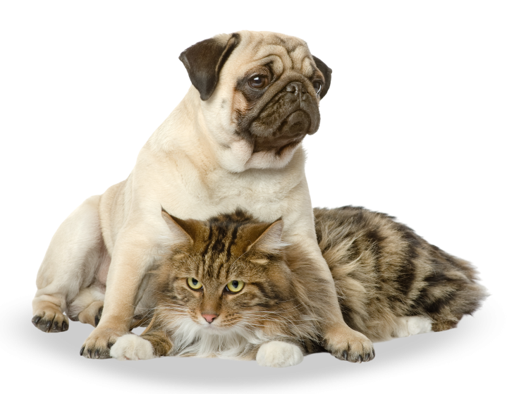 CLINIQUE VÉTÉRINAIRE ST MARTIN dog and cat