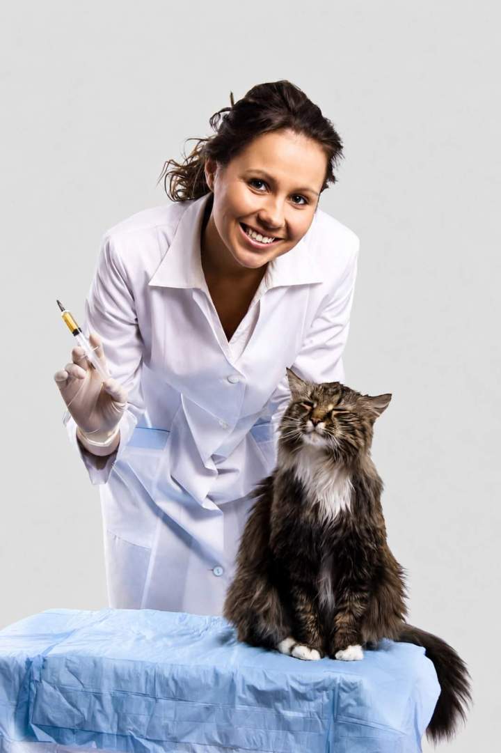 Vaccination protocols and microchipping