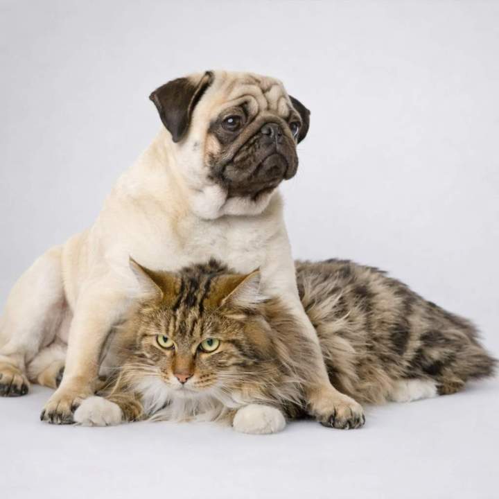 Domestic dog and cat Laval