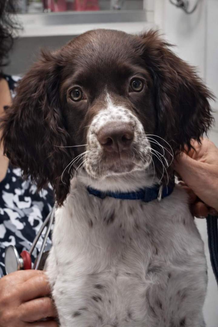 English Springer Puppy Laval