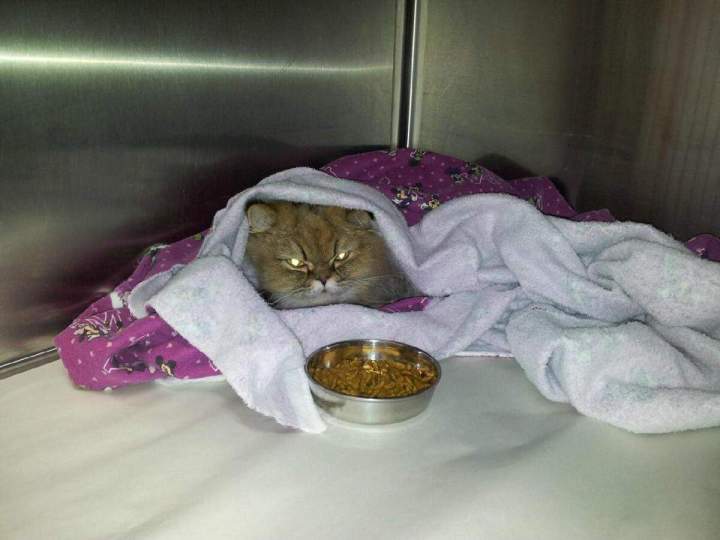 Cat under medical supervision Laval