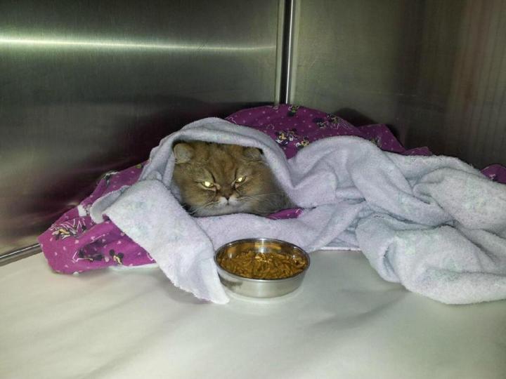 Toilettage de chats Laval