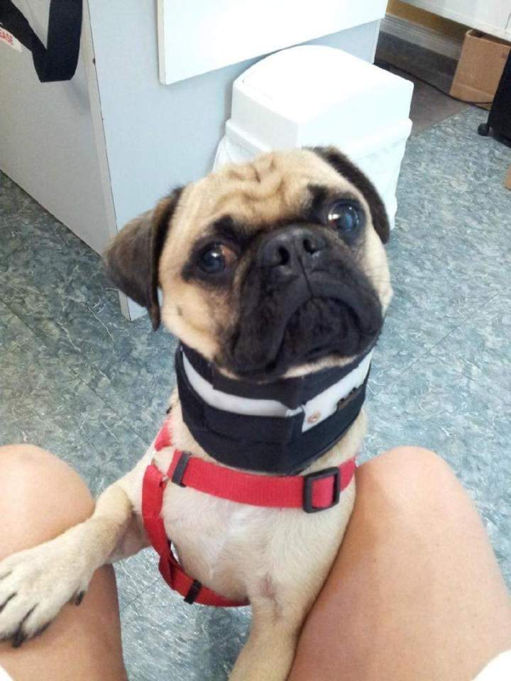 Pug in post-traumatic care Laval