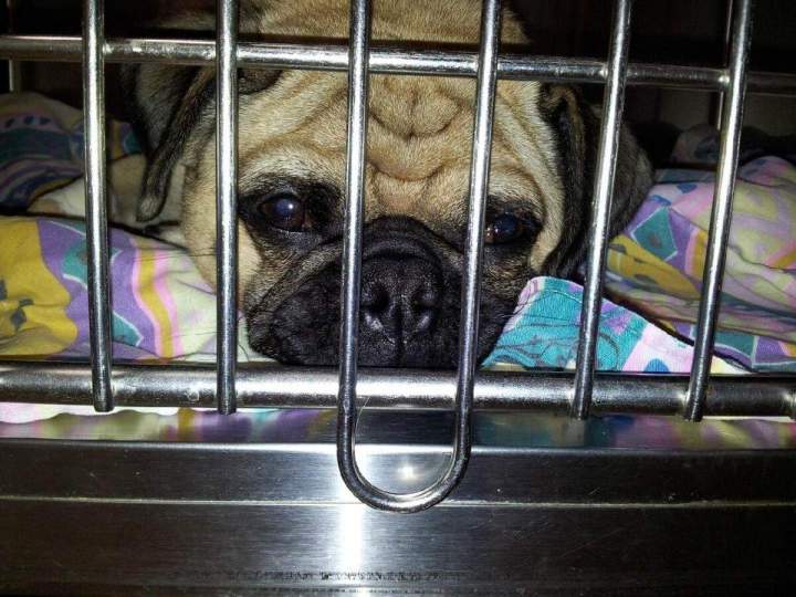 Hospitalized dog Laval