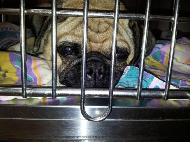 Soins spécialisés pour animaux Laval